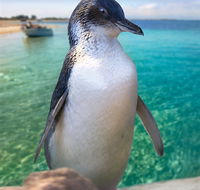 Penguin Island - SA Accommodation