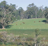 Scenic Drives - Bunbury Collie Donnybrook - SA Accommodation