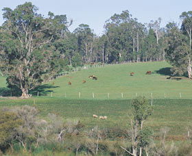 Scenic Drives - Bunbury Collie Donnybrook - SA Accommodation 0