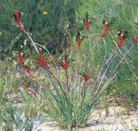 Kalbarri Wildflower Centre - SA Accommodation
