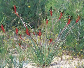 Kalbarri Wildflower Centre - SA Accommodation 0