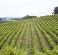 Willow Bridge Estate - SA Accommodation