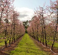 Raeburn Orchards - SA Accommodation