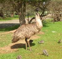Minlaton Fauna Park - SA Accommodation