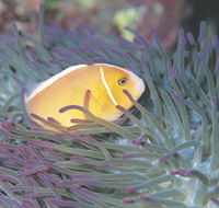 Rowley Shoals - SA Accommodation