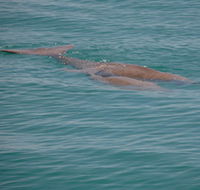 Dugongs - SA Accommodation