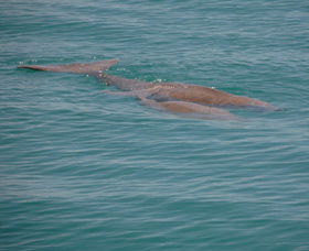 Dugongs - SA Accommodation 0