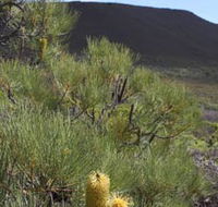 Lesueur Walk Trail Mount Lesueur - SA Accommodation