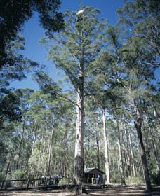 Manjimup WA SA Accommodation