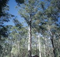 Diamond Tree Lookout Manjimup - SA Accommodation