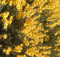 Dalwallinu Remnant Bushland - SA Accommodation