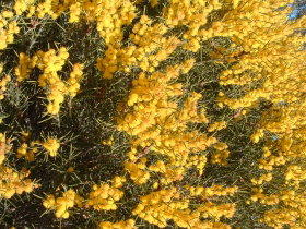 Dalwallinu Remnant Bushland - SA Accommodation 0