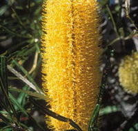 Moore River National Park - SA Accommodation