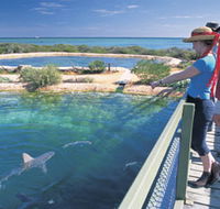 Shark Bay Marine Park - SA Accommodation