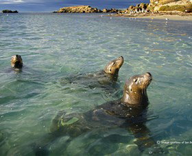 Shoalwater Islands Marine Park - SA Accommodation 0