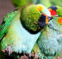 Rainbow Jungle - The Australian Parrot Breeding Centre - SA Accommodation