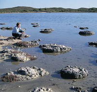 Lake Thetis Stromatolites - SA Accommodation