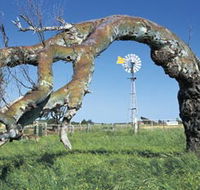 Greenough Leaning Trees - SA Accommodation