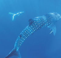 Ningaloo Marine Park - SA Accommodation