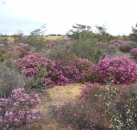 Reynoldson's Flora Reserve - SA Accommodation