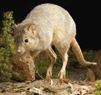 Kanyana Wildlife - SA Accommodation