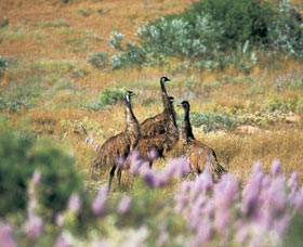 Jurabi Coastal Reserve - SA Accommodation 0
