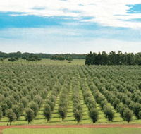 Fini Olives - SA Accommodation