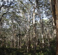 Boranup Karri Forest - SA Accommodation