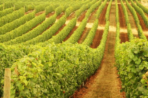 Xanadu Wines - SA Accommodation 0