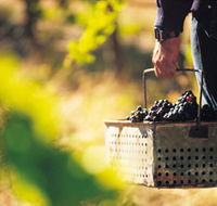 Burge Family Winemakers - SA Accommodation