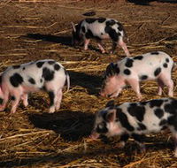 Will's Rare Breeds Farm - SA Accommodation