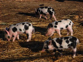 Will's Rare Breeds Farm - SA Accommodation 0
