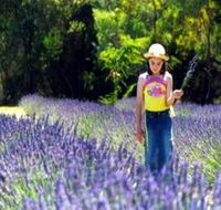 Brayfield Park Lavender Farm - SA Accommodation