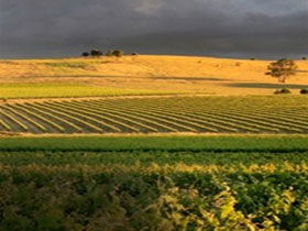 Kellermeister Wines - SA Accommodation 0