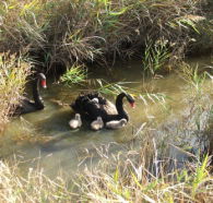 Tamar Island Wetlands Reserve and Interpretation Centre - SA Accommodation