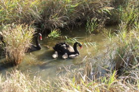 Tamar Island Wetlands Reserve And Interpretation Centre - SA Accommodation 0