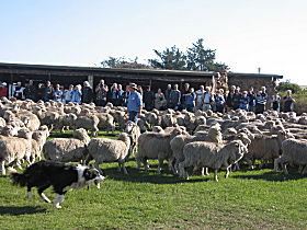 Curringa Farm - Accommodation And Farm Tours - SA Accommodation 0