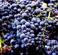 Laurel Bank Vineyard - SA Accommodation