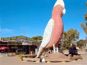 The Big Galah - SA Accommodation 0
