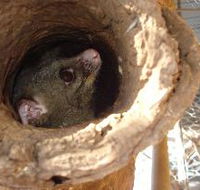Mulga Sanctuary and Wildlife Park - SA Accommodation