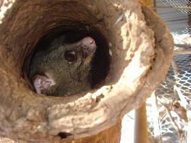 Mulga Sanctuary And Wildlife Park - SA Accommodation 0