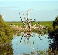 Bool Lagoon Game Reserve and Hacks Lagoon Conservation Park - SA Accommodation
