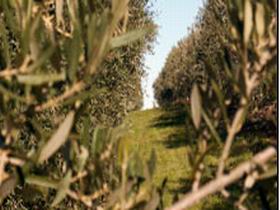 Evilo Estate - SA Accommodation 0