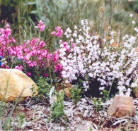 Stokes Bay Bush Garden - SA Accommodation
