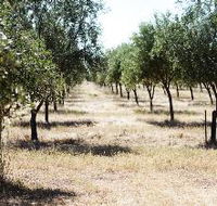 Talinga Grove Olive Oils - SA Accommodation
