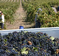 Rolf Binder Wines - SA Accommodation