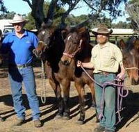 Coffin Bay Brumby Preservation Society Incorporated - SA Accommodation