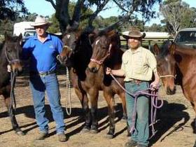 Coffin Bay Brumby Preservation Society Incorporated - SA Accommodation 0