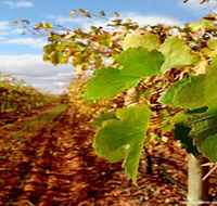 Mirabella Vineyards - SA Accommodation