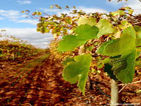 Mirabella Vineyards - SA Accommodation 0